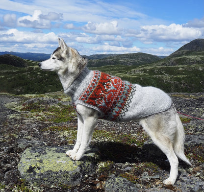 Alasuq Pullover Dog | for your dog from Alafosslopi by Lopi Island