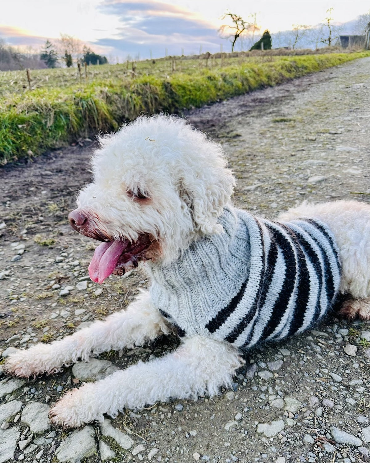 Rabea von gute-garne Hundepullover Black Sheep mit Alafosslopi von Lopi Island 4
